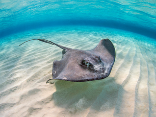 Sting Rays Galore!
